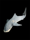 Jreat White Shark