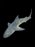 Jiger Shark